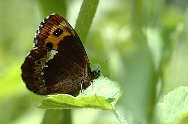 Erebia ligea